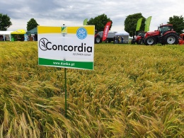 Jęczmień oz. Concordia