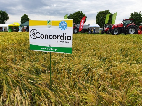 Jęczmień oz. Concordia