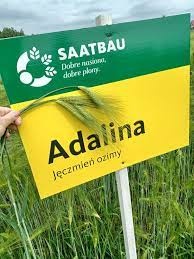 Jęczmień ozimy Adalina