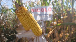 Kukurydza Nicolo