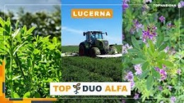 Lucerna TOP DUO ALFA