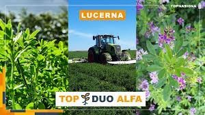 Lucerna TOP DUO ALFA
