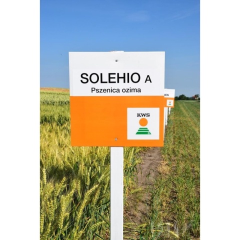 Pszenica KWS Solehio
