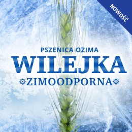 Pszenica oz. Wilejka