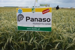 Pszenżyto oz. Panaso