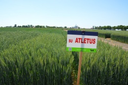 Pszenżyto ozime SU Atletus