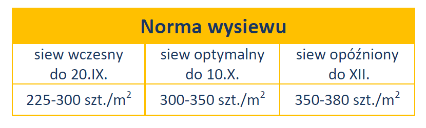 Mrozoodporna pszenica ozima Wilejka